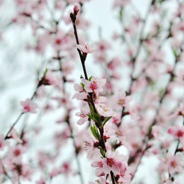 Doğanın arka planında çiçek ağacı