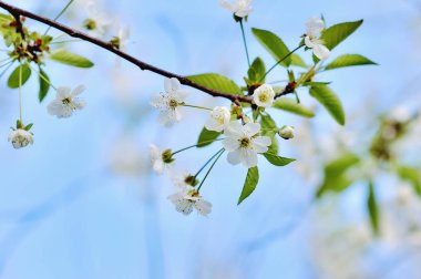 Doğanın arka planında çiçek ağacı
