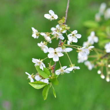 Şu yeni gelişen bir ağaç dalları.