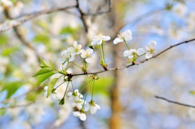 güzel bir elma ağacı dalı