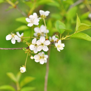 Kökenli olan elma ağaçlarının dalları