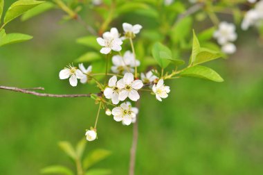 Bahar Çiçeği Arkaplanı