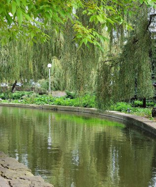 Nehir sahilde ağaçları ile