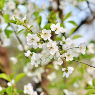 taze elma ağacı dal çiçek ve yaprakları ile