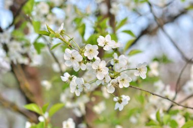 Şu yeni gelişen ağacın çiçek ile