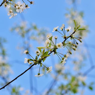 Yeni gelişen ağaç brunch fotoğrafı