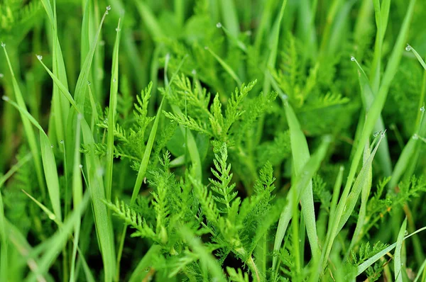 Su damlalı taze yeşil çimen