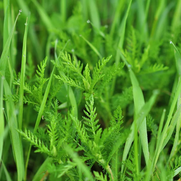 Green grass background texture. — Stock Photo, Image