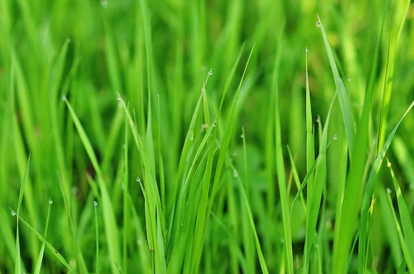 Свіжа зелена трава з краплями роси крупним планом . — стокове фото