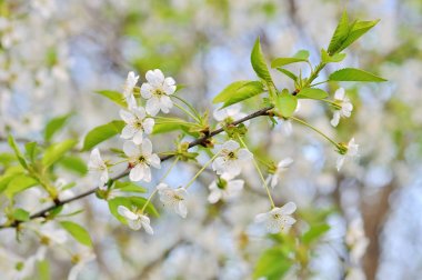 Beyaz çiçekli ağaçlar bahar