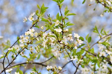 Beyaz çiçekli ağaçlar bahar