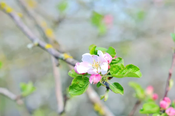 Beautiful flowering fruit tree. — Stock Photo, Image