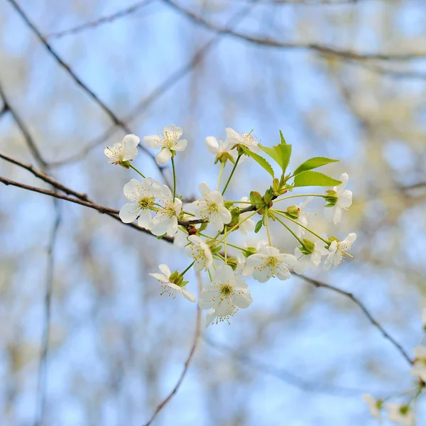 Beyaz çiçekli ağaçlar bahar