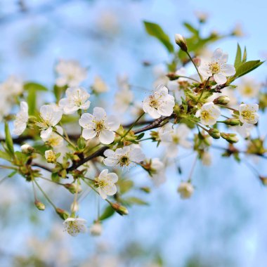 Kökenli olan elma ağaçlarının dalları