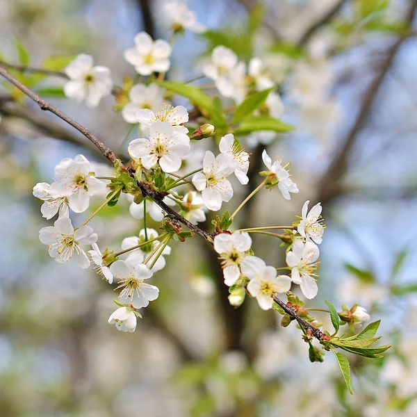 Kökenli olan elma ağaçlarının dalları