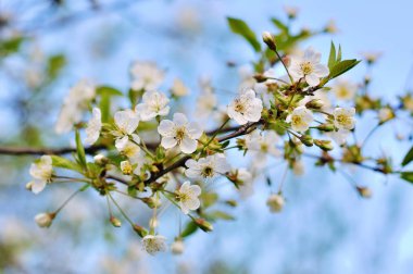 Bahar çiçeği: bir çiçek açması elma ağacının dalını