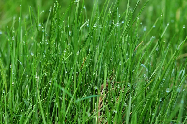 Крупним планом зображення свіжої зеленої трави — стокове фото