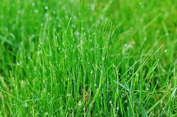 Зелена трава макро крупним планом — стокове фото