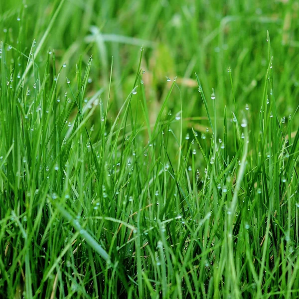 Bakgrund av dew drops på grönt gräs — Stockfoto