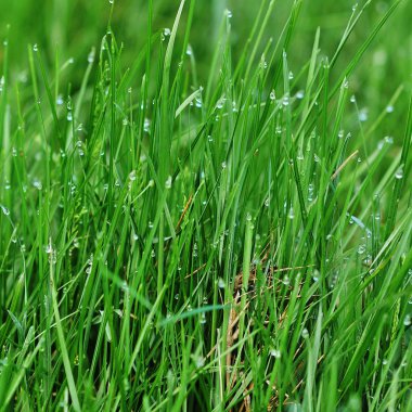 Taze, kalın otlara yakın.