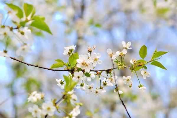 Kiraz ağacının çiçekleri