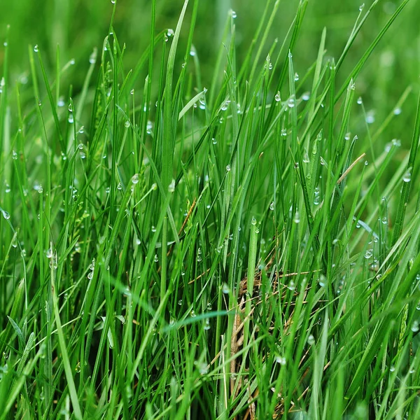 Taze, kalın otlara yakın.