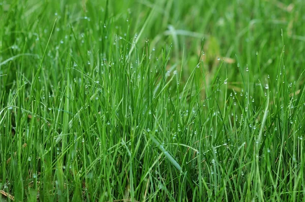 Bakgrund av dagg droppar på ljust grönt gräs — Stockfoto