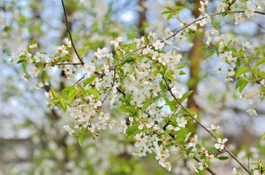 Kiraz ağacının çiçekleri
