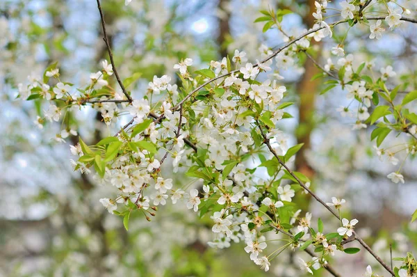 Kiraz ağacının çiçekleri