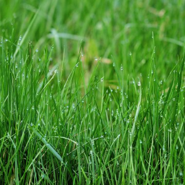 parlak yeşil çimenlerin üzerinde çiy damlaları