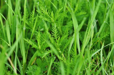 parlak yeşil çimenlerin üzerinde çiy damlaları