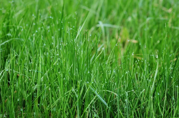 parlak yeşil çimenlerin üzerinde çiy damlaları