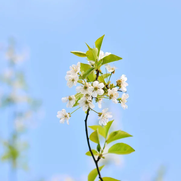 Fleurs de cerisier — Photo