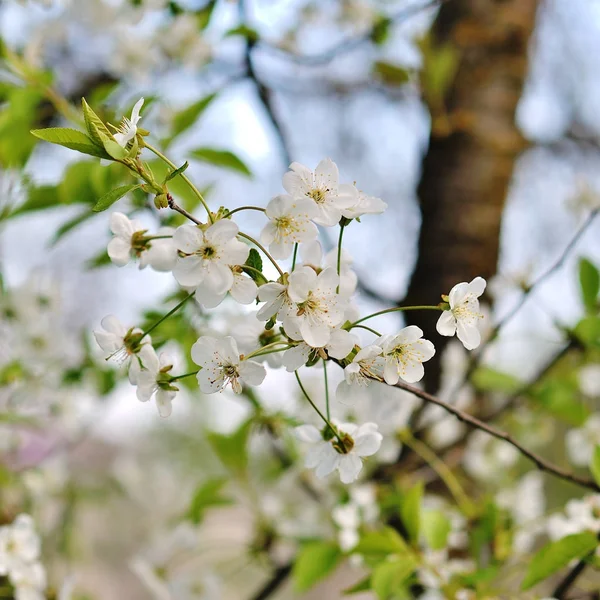 Kiraz ağacının çiçekleri