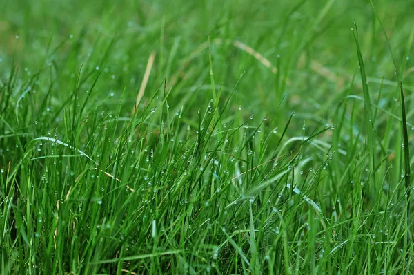 Крупним планом зображення весняної зеленої трави — стокове фото