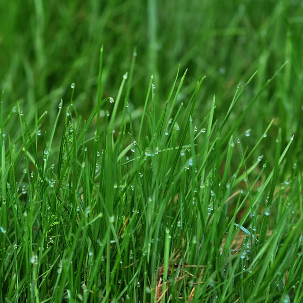 Яскрава зелена трава крупним планом — стокове фото