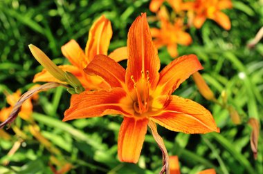 güzel çiçekler yakın çekim