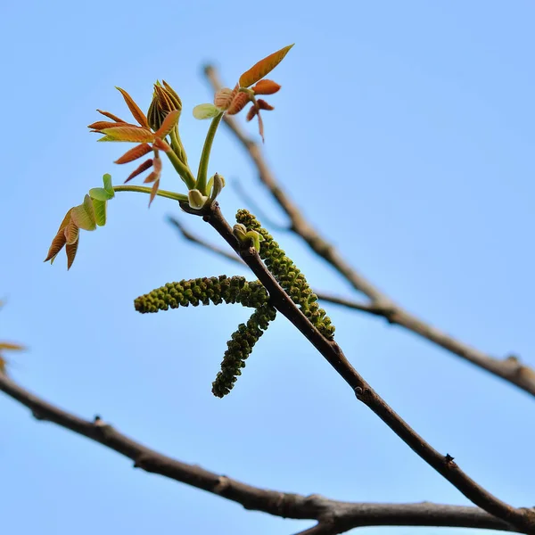 Abstract blossom in spring — Stock Photo, Image