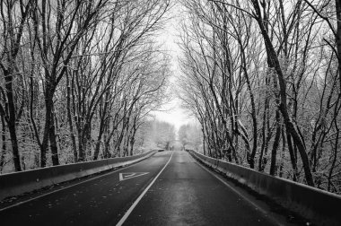 Bulutlu bir günde Orman Yolu.