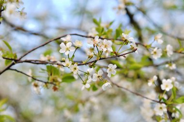 Doğanın arka planında çiçek ağacı