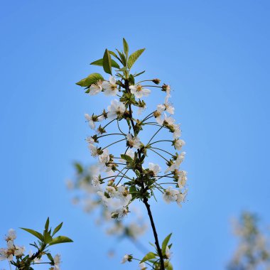Doğanın arka planında çiçek ağacı