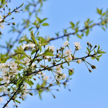 Doğanın arka planında çiçek ağacı