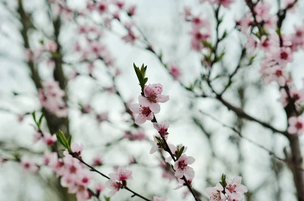 Närbild av Peach Blossoms rosa blommor — Stockfoto