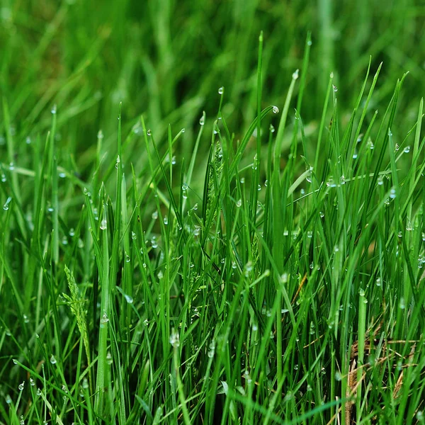 Närbild bild av våren gröna gräs — Stockfoto