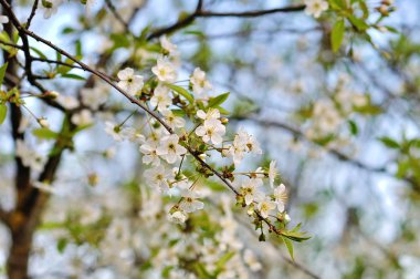 Ağaç dalında beyaz bahar çiçekleri