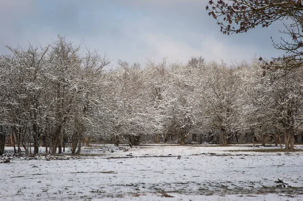 Forest background in snow — Stock Photo, Image