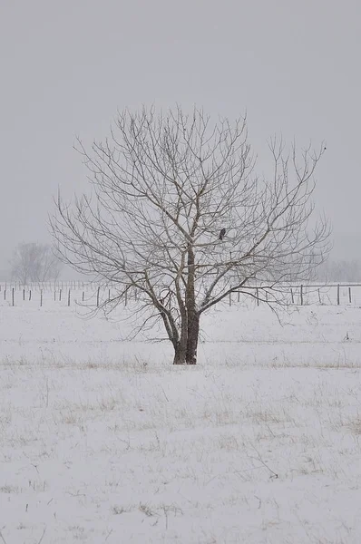 Beautiful lonely tree in winter. — Stock Photo, Image