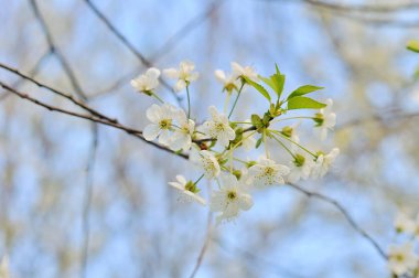 Erik ağacının çiçek açan dalı