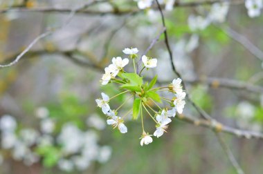 bahar beyaz çiçek mavi gökyüzü