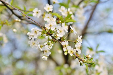 bahar beyaz çiçek mavi gökyüzü